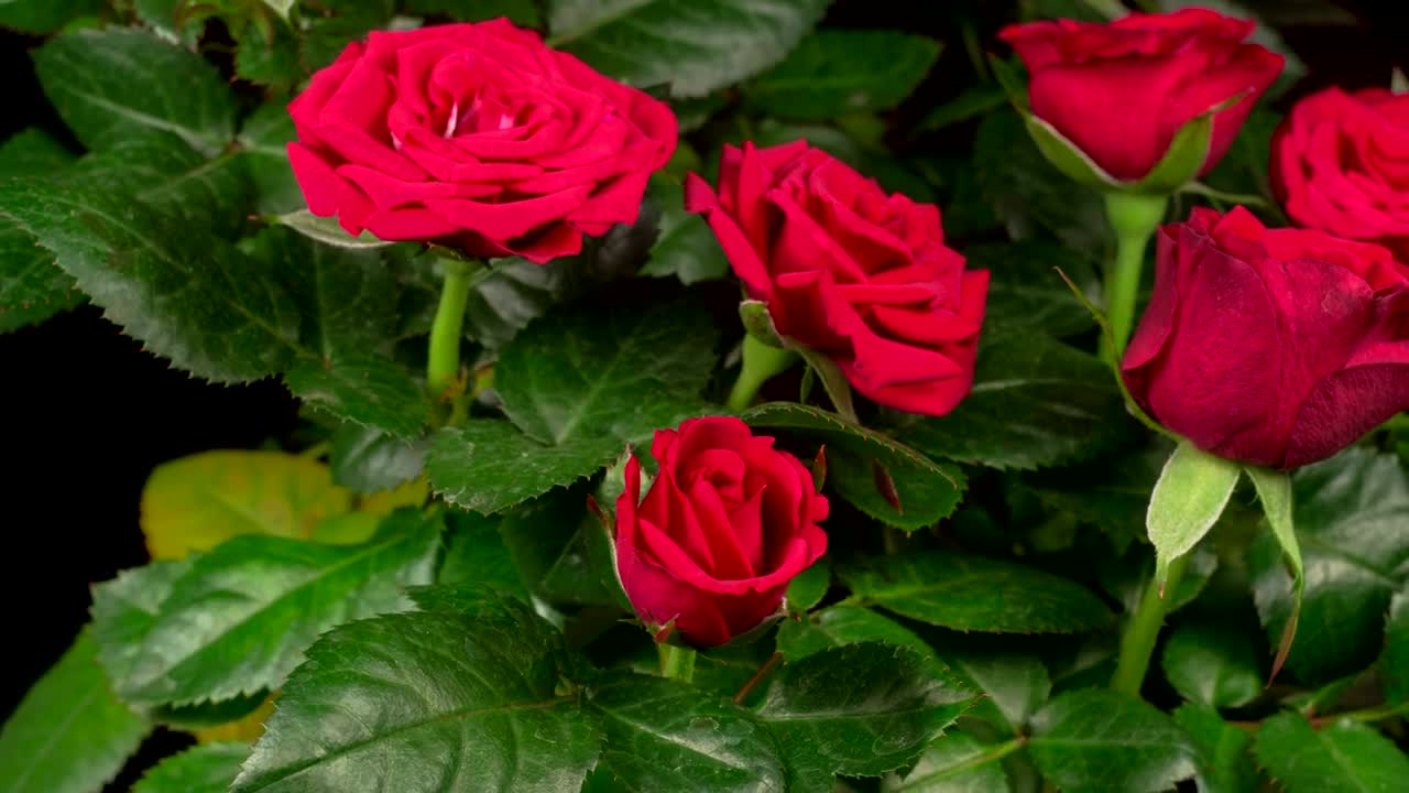 Free Stock Video Roses Opening Their Petals On A Rosebush Live Wallpaper - Free Download