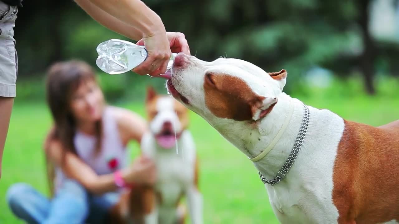 Stock Video Man Gives His Dogs Water To Drink From A Bottle Animated Wallpaper - Free Download