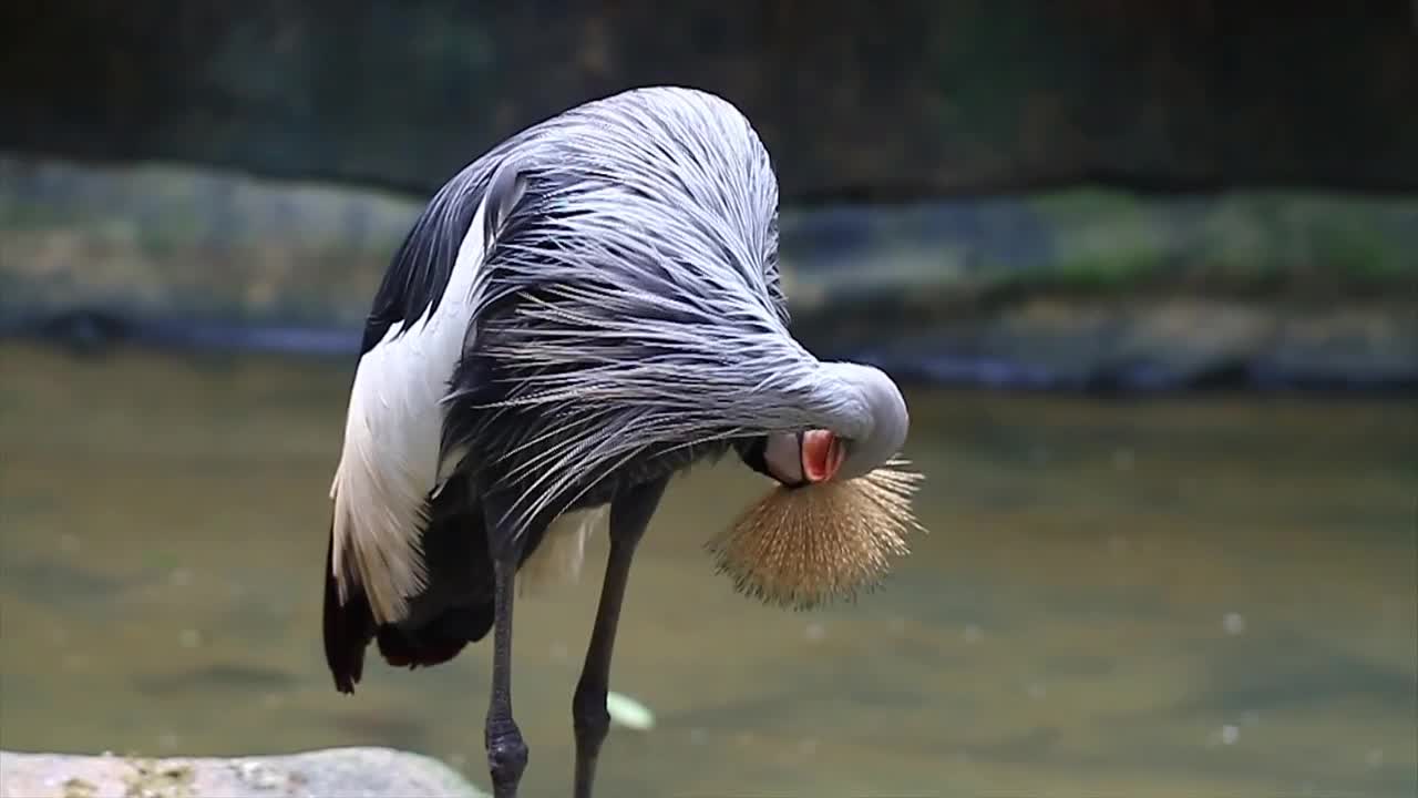 Stock Video Bird Cleaning Their Long Feathers Live Wallpaper For PC - Free Download