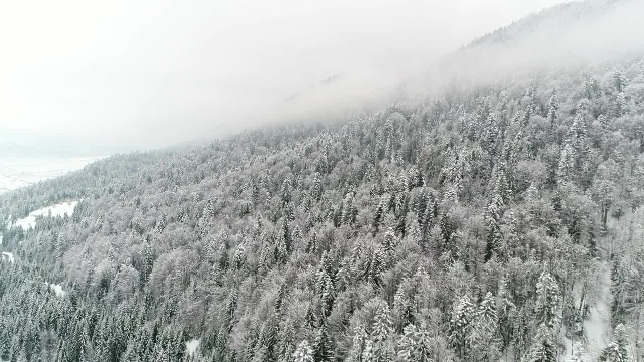 Free Stock Video Winter Forest On The Slope Of A Mountain Live Wallpaper - Free Download