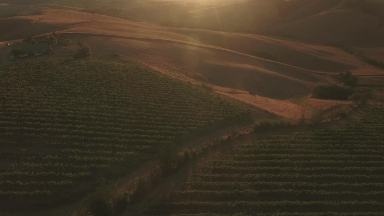 Free Video Stock sunset over vineyards Live Wallpaper - Free Download