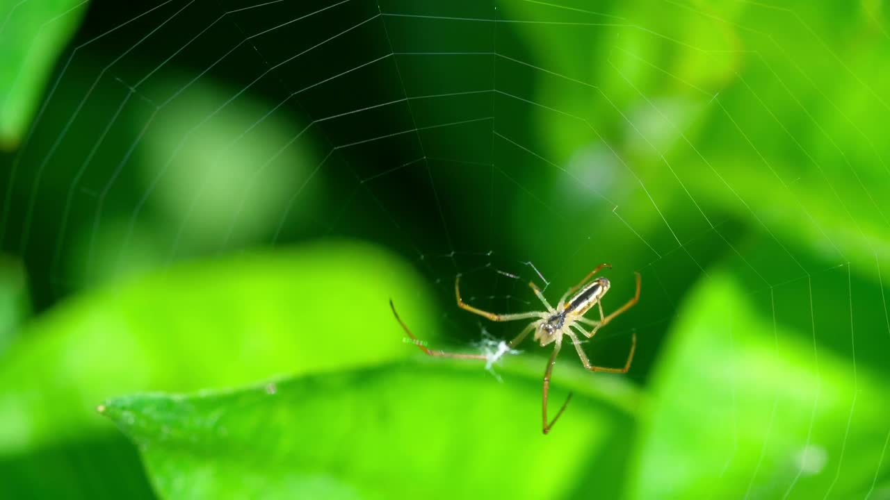 Free Video Stock Spider Walking On A Web Live Wallpaper - Free Download