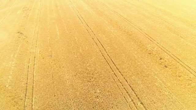 Stock Video Large Field Of Wheat Smal Animated Wallpaper - Free Download