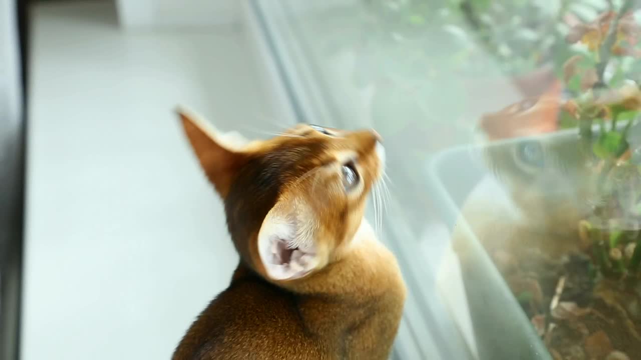 Stock Video Little Cat Staring At The Window Animated Wallpaper - Free Download