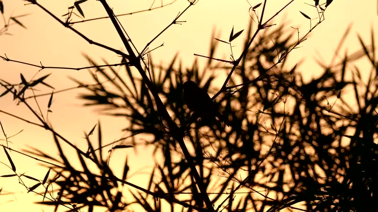 Free Stock Video Silhouette Of A Sparrow Live Wallpaper - Free Download