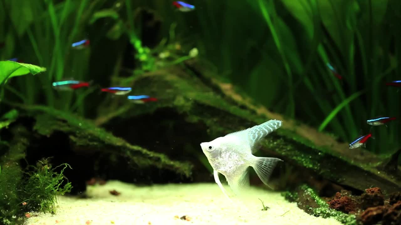 Free Stock Video White Fish Floating In A Fishbowl Live Wallpaper - Free Download