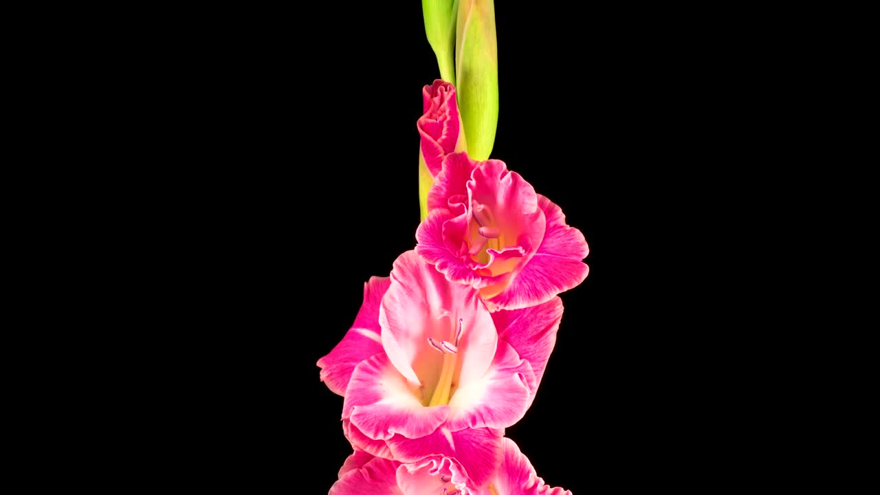 Free Stock Video Several Flowers On A Stem Slowly Opening Live Wallpaper - Free Download