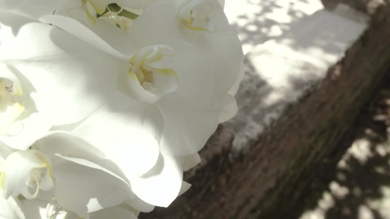 Stock Footage White Orchids In Detail On A Sunny Day Live Wallpaper - Free Download
