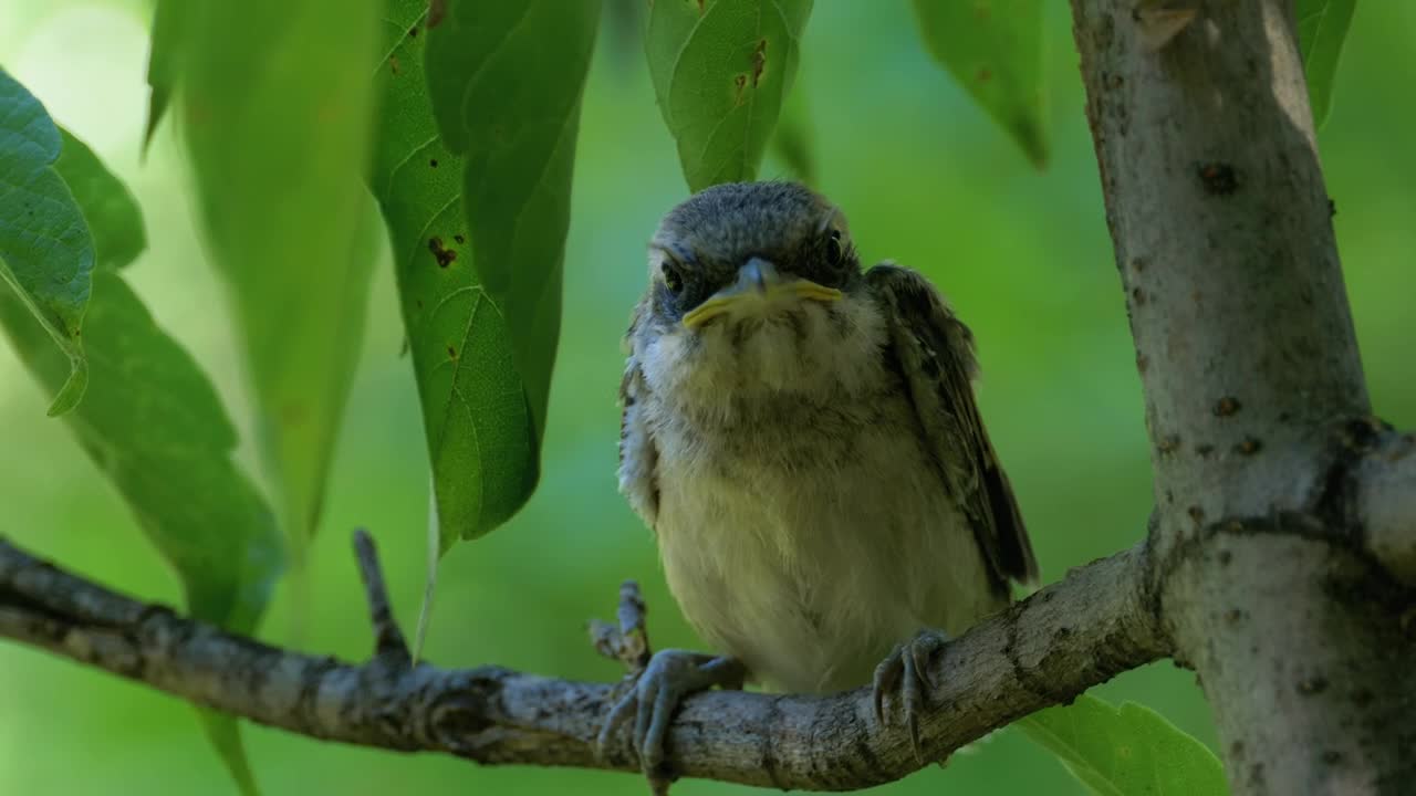 Free Video Stock Small Bird Perched On A Tree Branch Live Wallpaper - Free Download