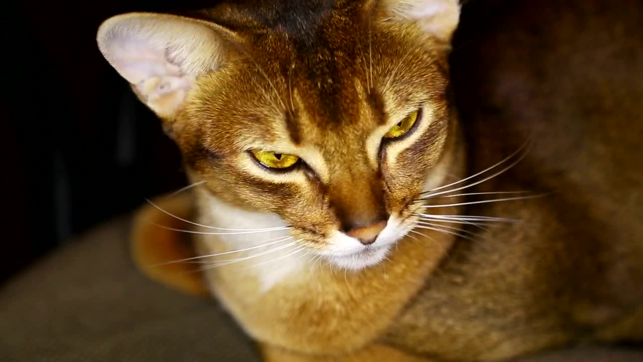 Video Stock Cat With Yellow Eyes Close Up Live Wallpaper For PC - Free Download