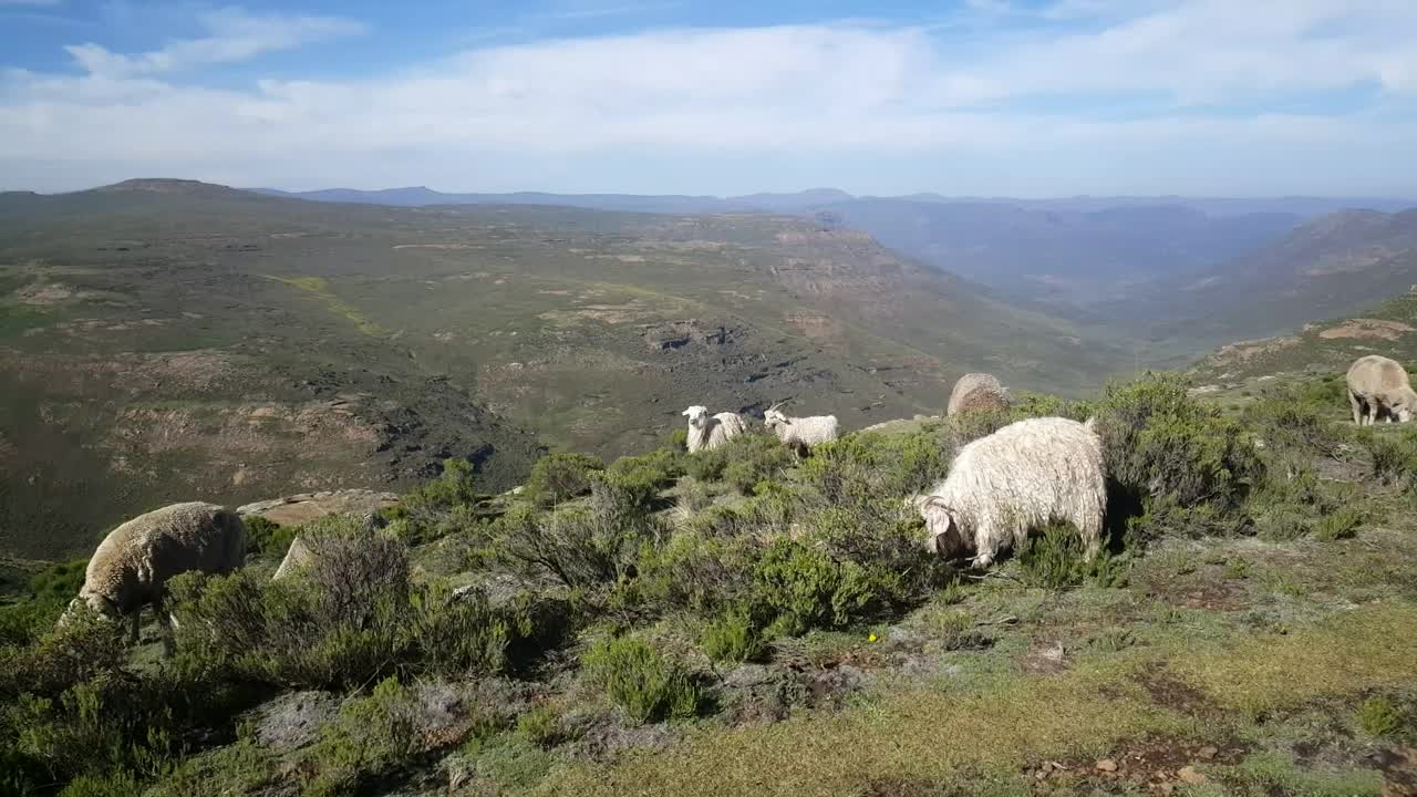 Stock Video Goats Grazing In The Mountain Live Wallpaper For PC - Free Download