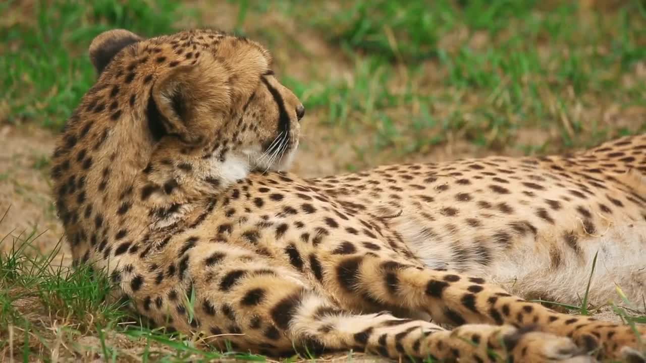 Video Stock Cheetah Resting On The Ground Live Wallpaper For PC - Free Download