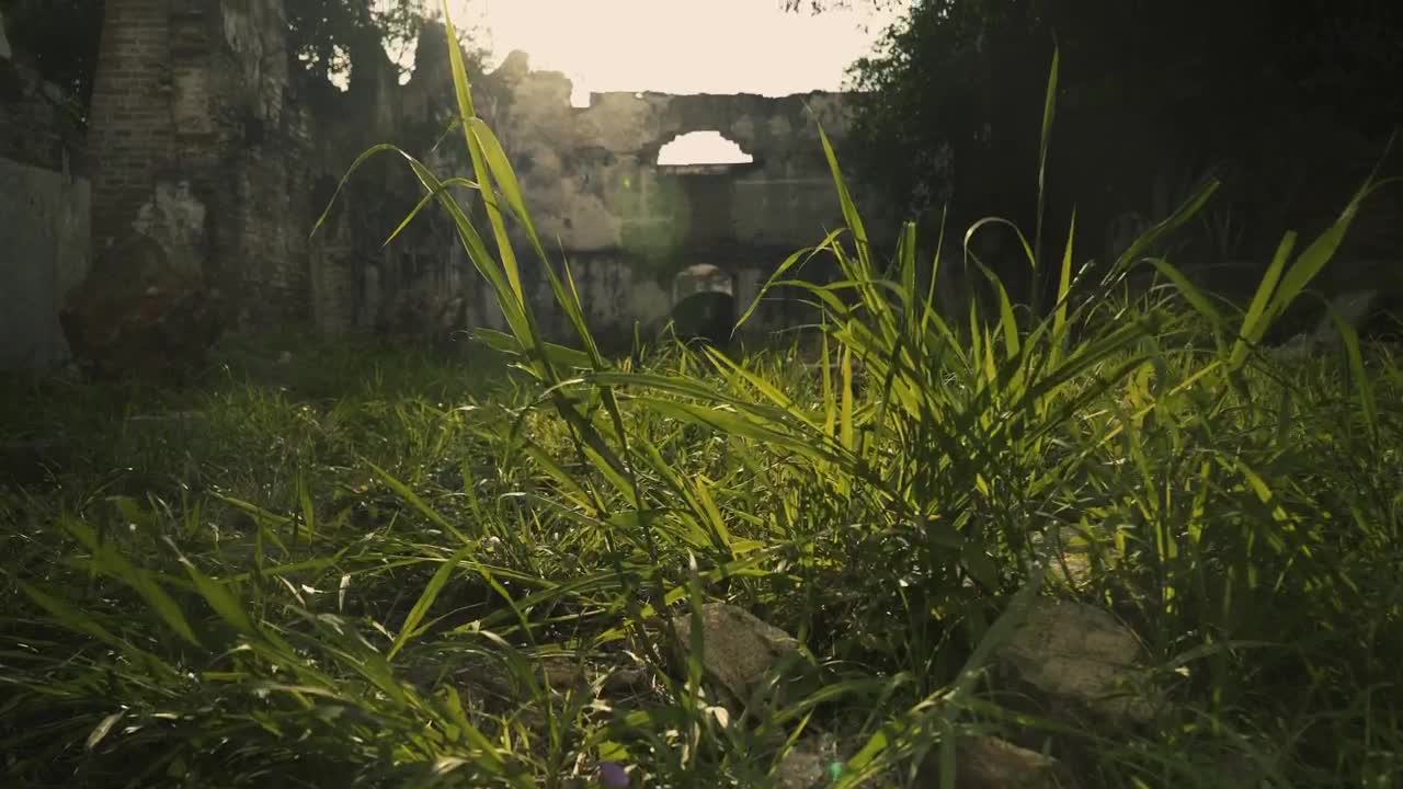 Stock Video Overgrown Garden And Ruins Live Wallpaper - Free Download