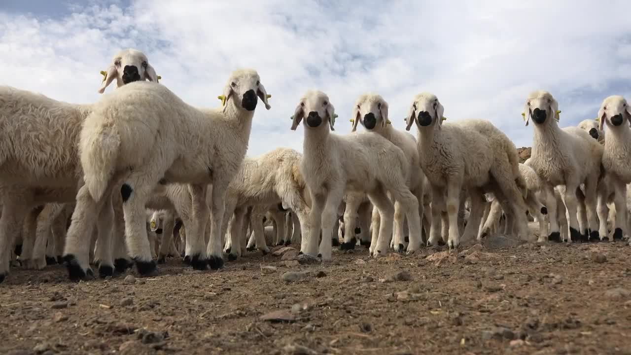 Stock Video Herd Of Lambs Animated Wallpaper - Free Download