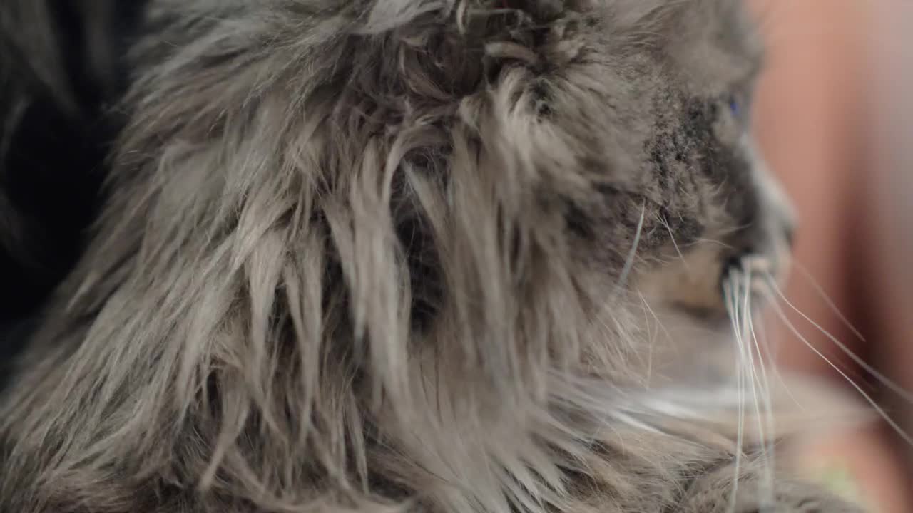 Video Stock Cat Enjoying A Belly Stratch Live Wallpaper For PC - Free Download