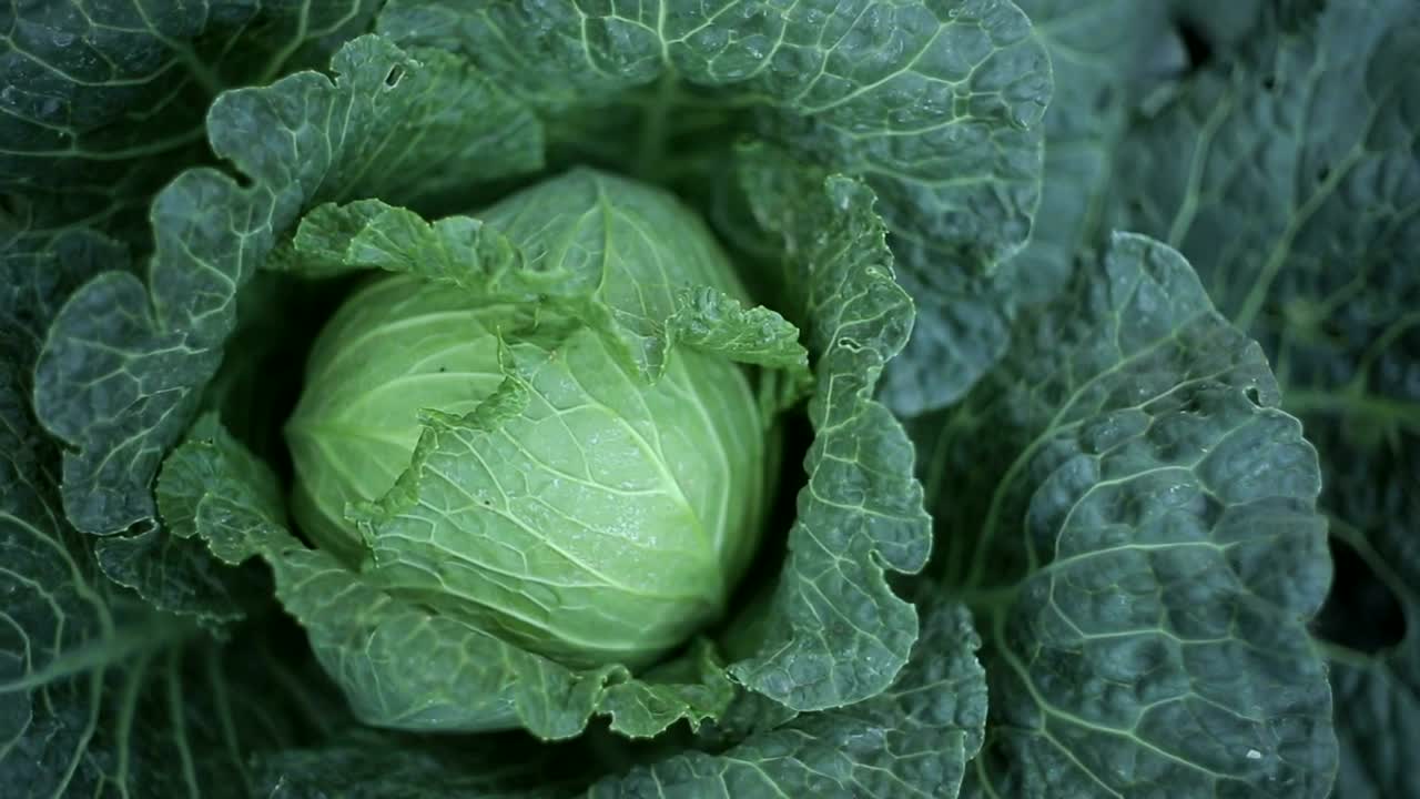 Free Video Stock texture of lettuces Live Wallpaper - Free Download