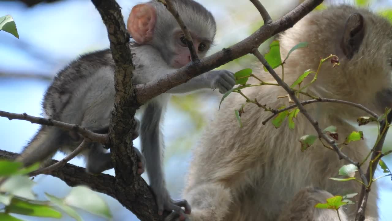 Stock Video Cute Baby Monkey Grabs A Leaf Live Wallpaper For PC - Free Download
