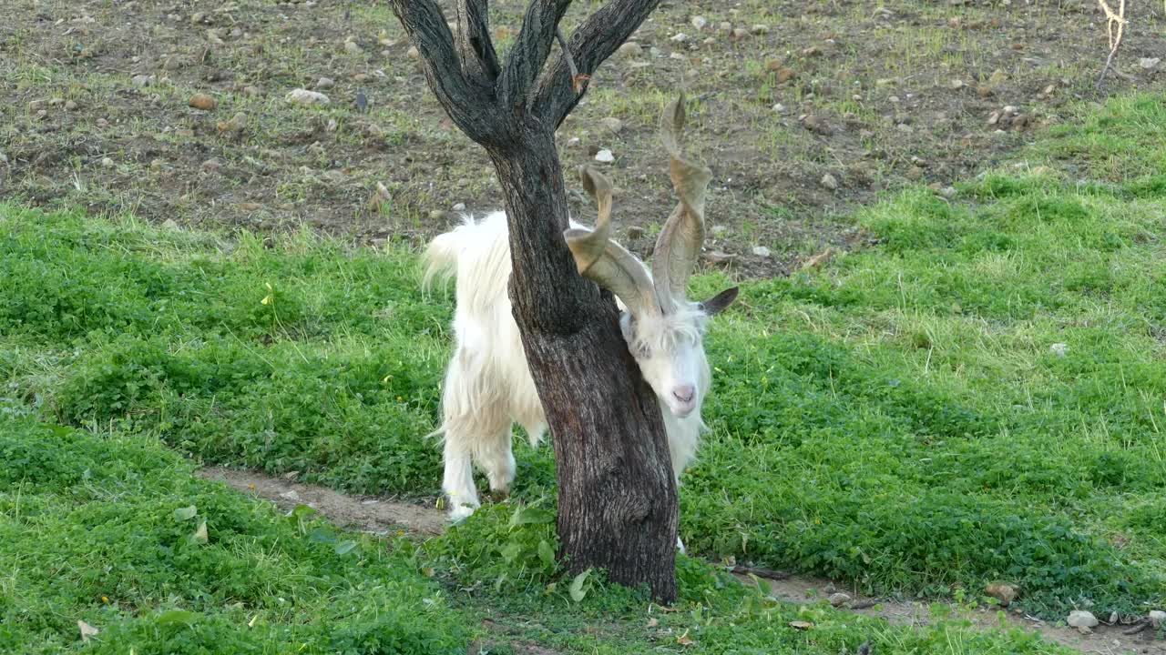 Stock Video Goat Scratching On A Tree Trunk Live Wallpaper For PC - Free Download