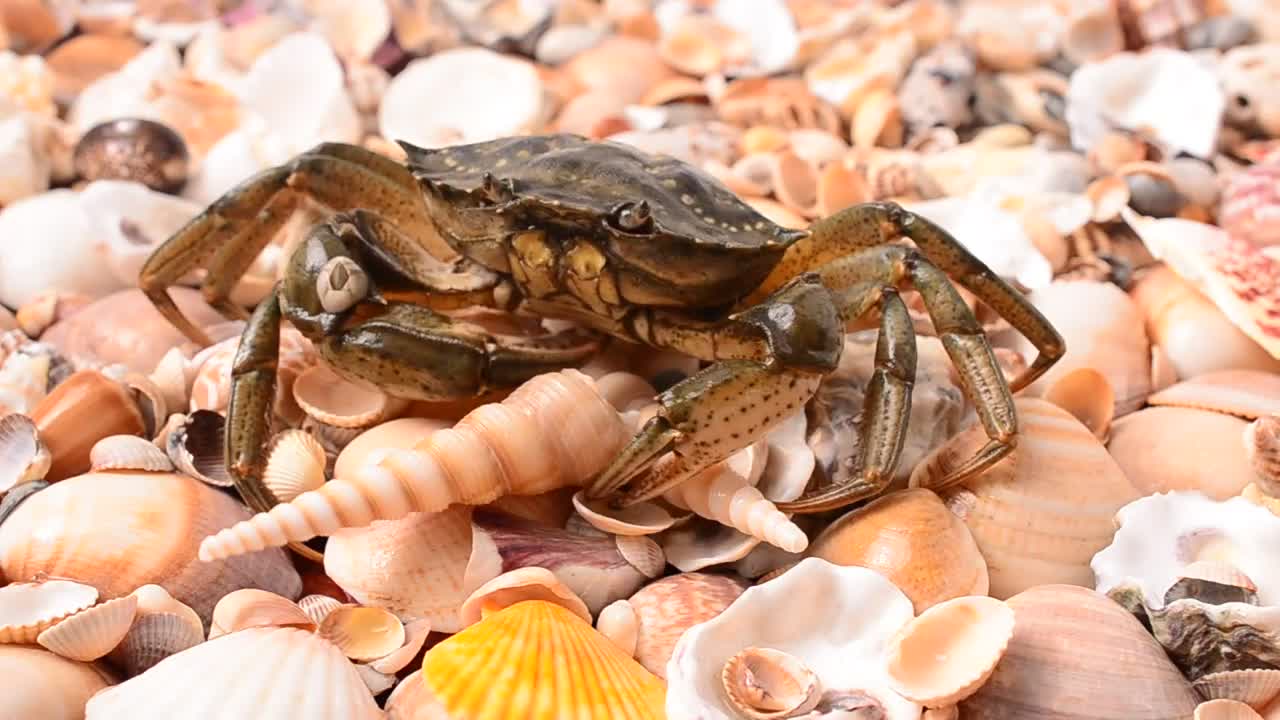Stock Video Crab Walking Over Shells Live Wallpaper For PC - Free Download