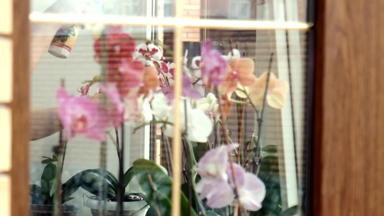 Stock Video Fertilizing The Flowers Near The Window Live Wallpaper For PC - Free Download