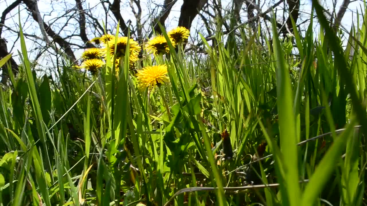 Stock Footage Wildflowers Growing Around Dead Trees Live Wallpaper - Free Download