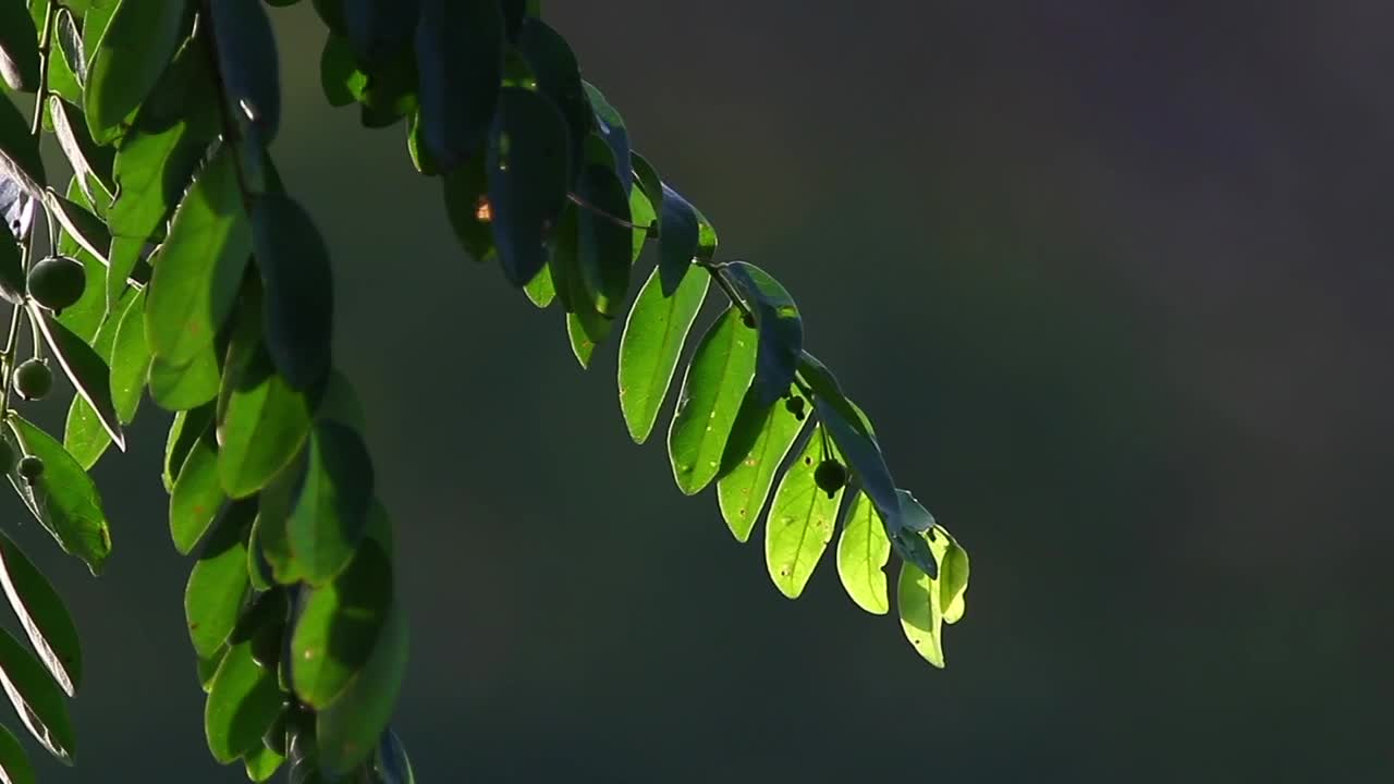 Stock Video Jungle Plants In The Sun Animated Wallpaper - Free Download