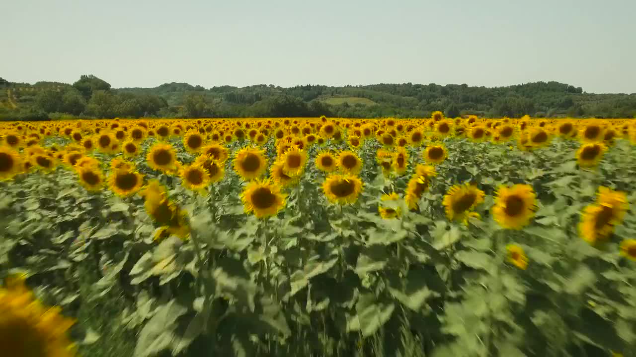 Free Video Stock Sunflowers Against A Forest Live Wallpaper - Free Download