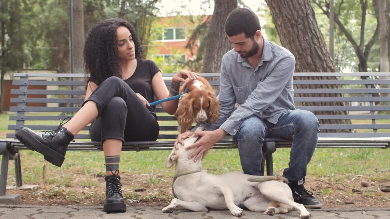 Stock Video Couple With Dogs Resting On Park Bench Live Wallpaper For PC - Free Download