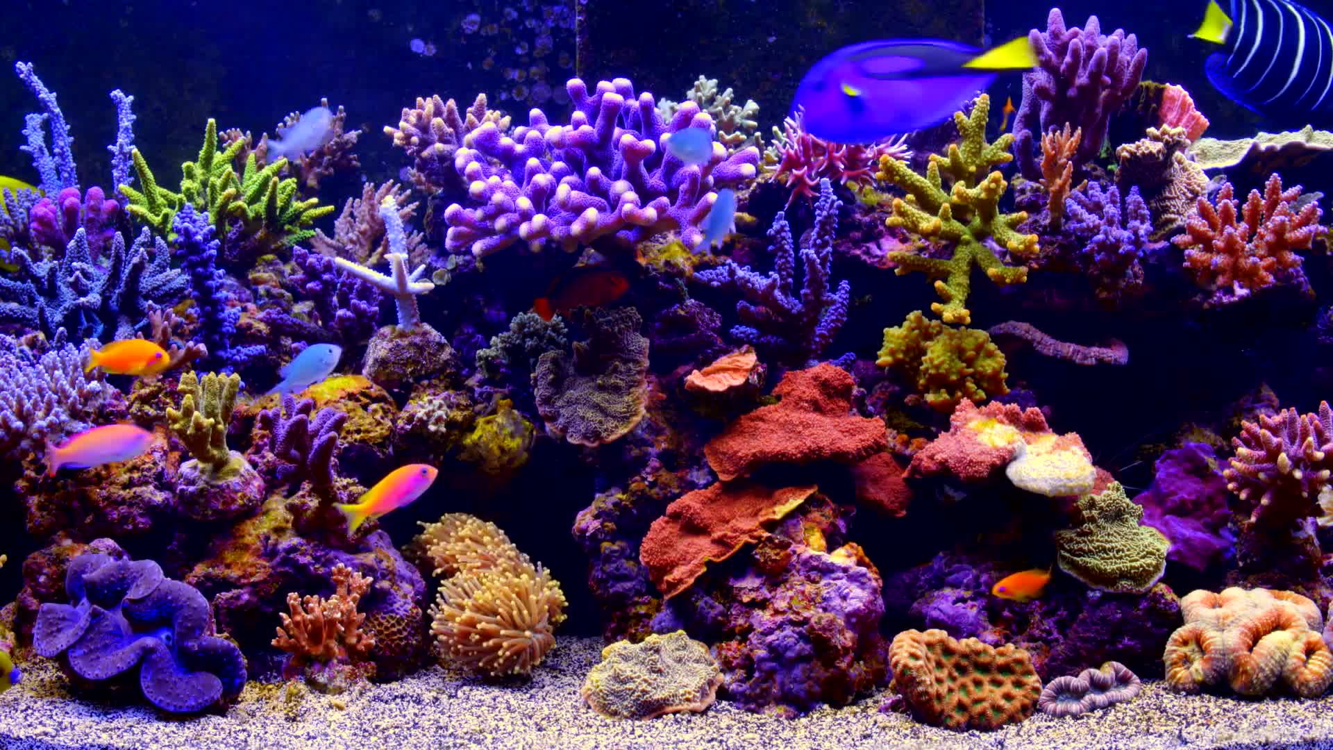 Aquarium Live Wallpaper - Free Download