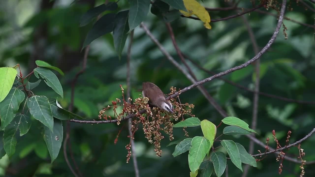 Stock Video Bird Taking Insects From A Branch Live Wallpaper For PC - Free Download