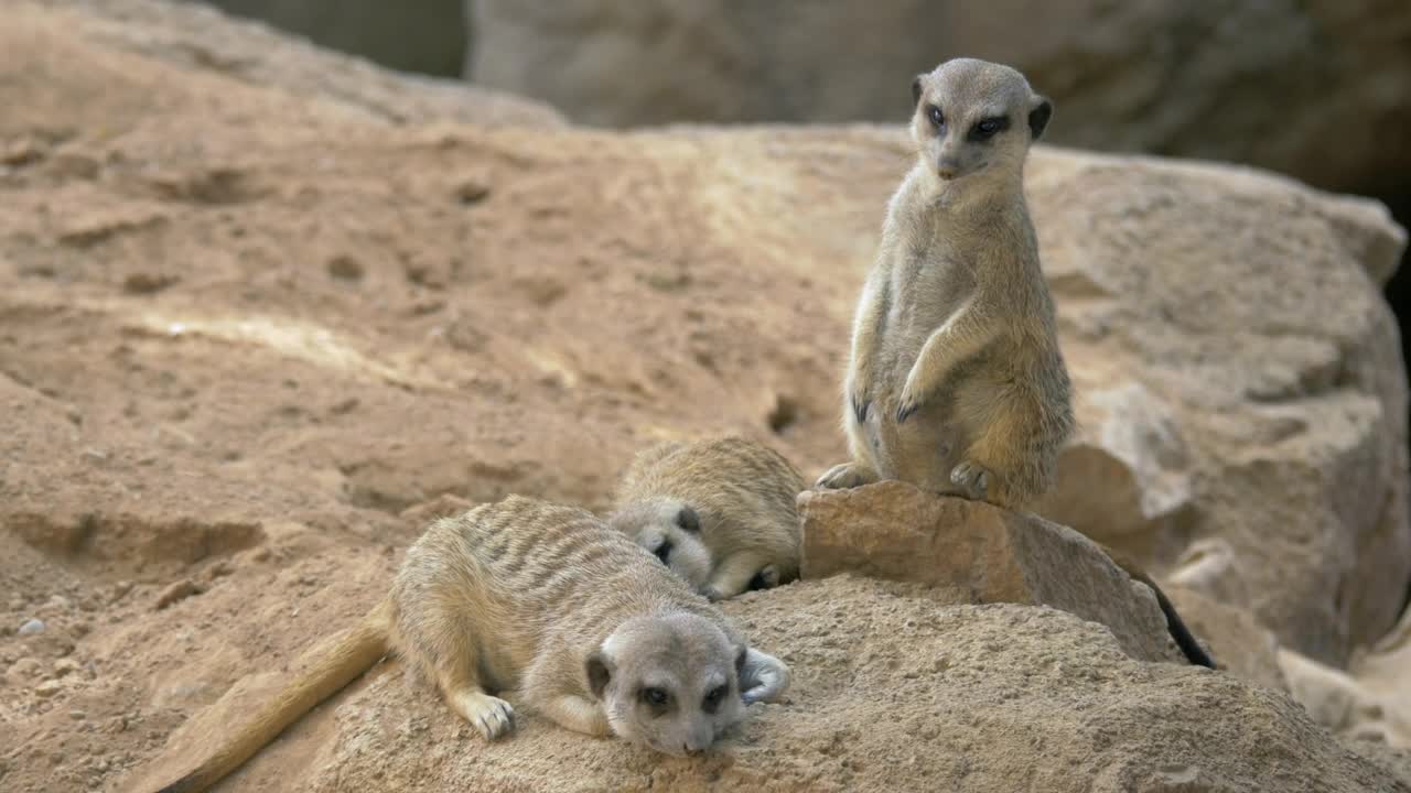 Stock Video Meerkats Laying On A Roc Animated Wallpaper - Free Download