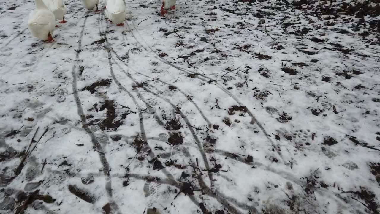 Stock Video Geese Walking Along A Pond Live Wallpaper For PC - Free Download