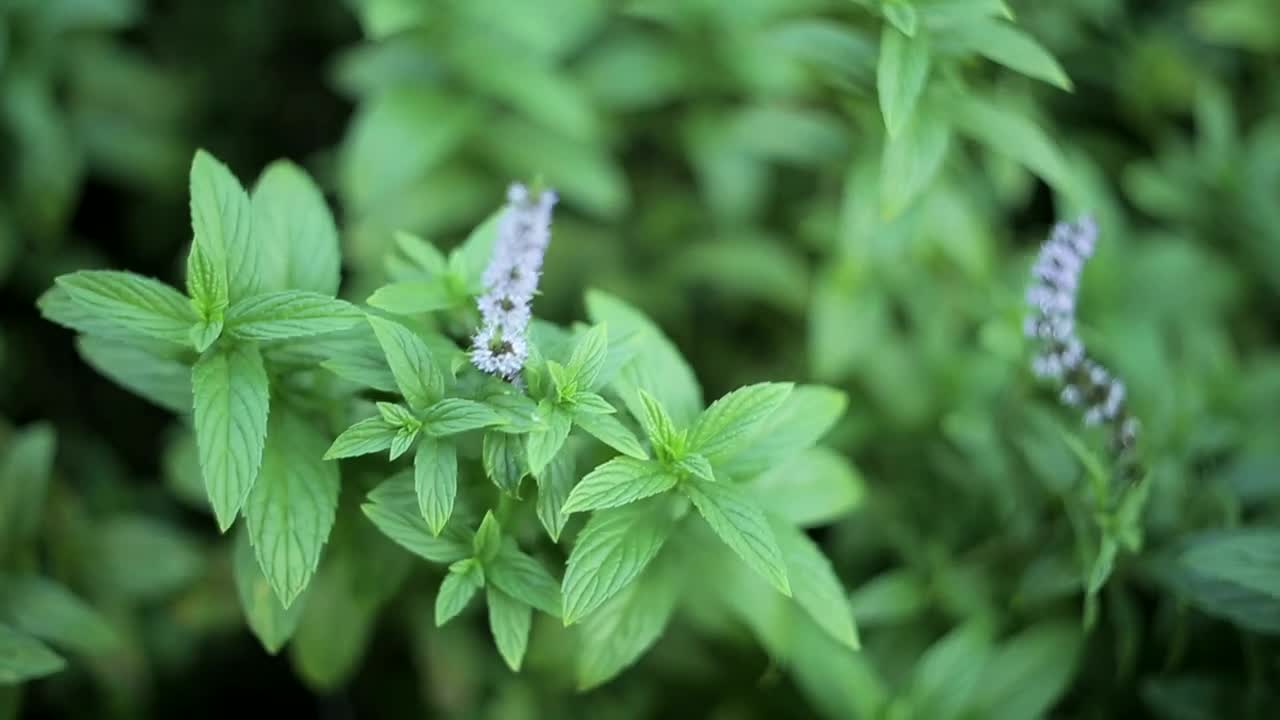 Stock Video Mint Plant In A Garde Animated Wallpaper - Free Download