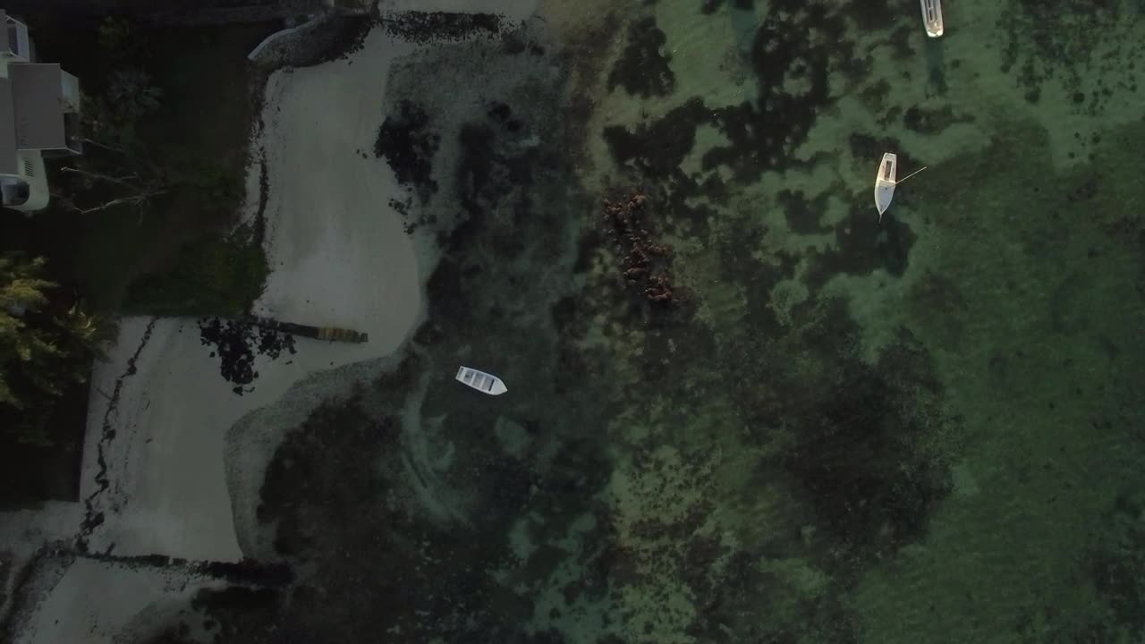 Free Video Stock Small Boats Over Coral And Seaweed Live Wallpaper - Free Download