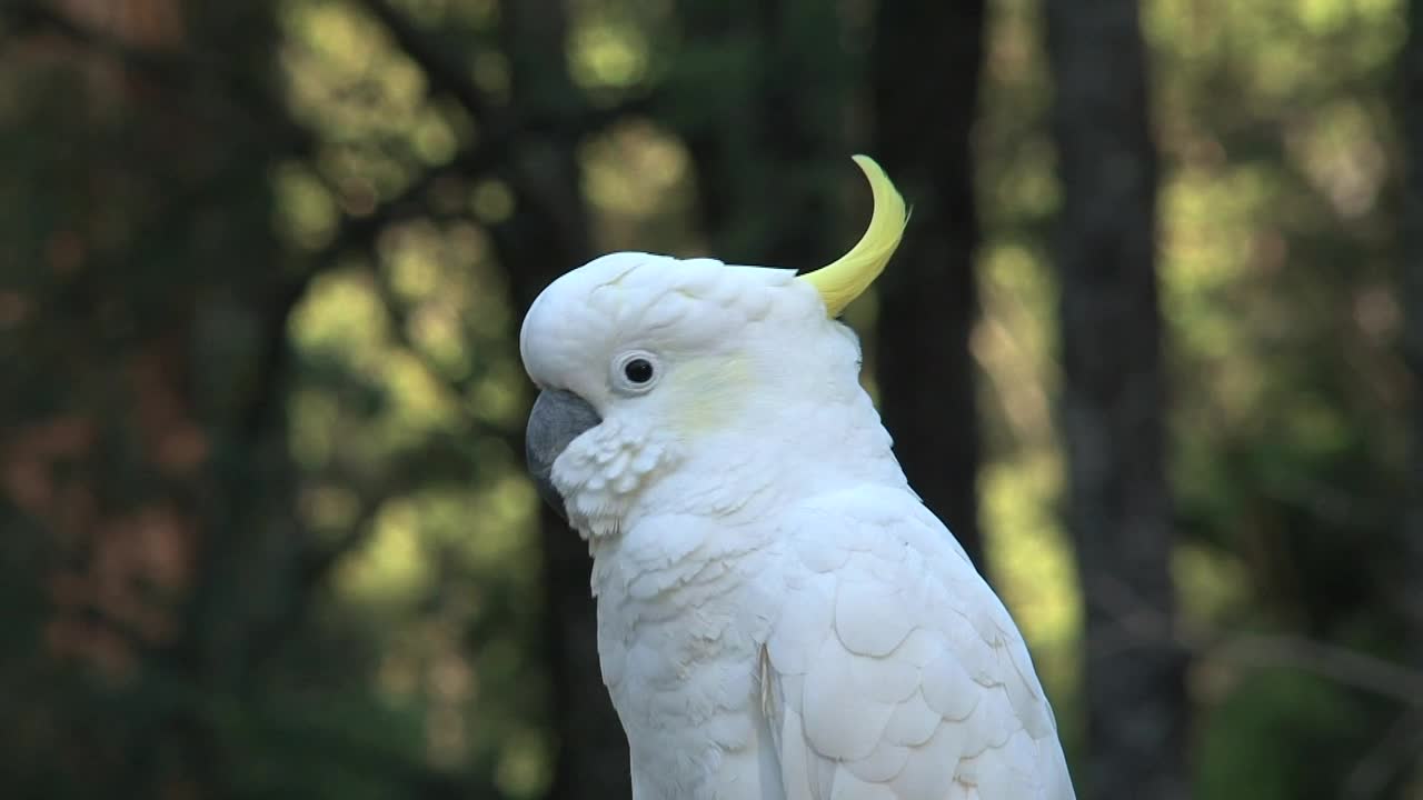 Stock Footage White Parrot In The Wild Live Wallpaper - Free Download
