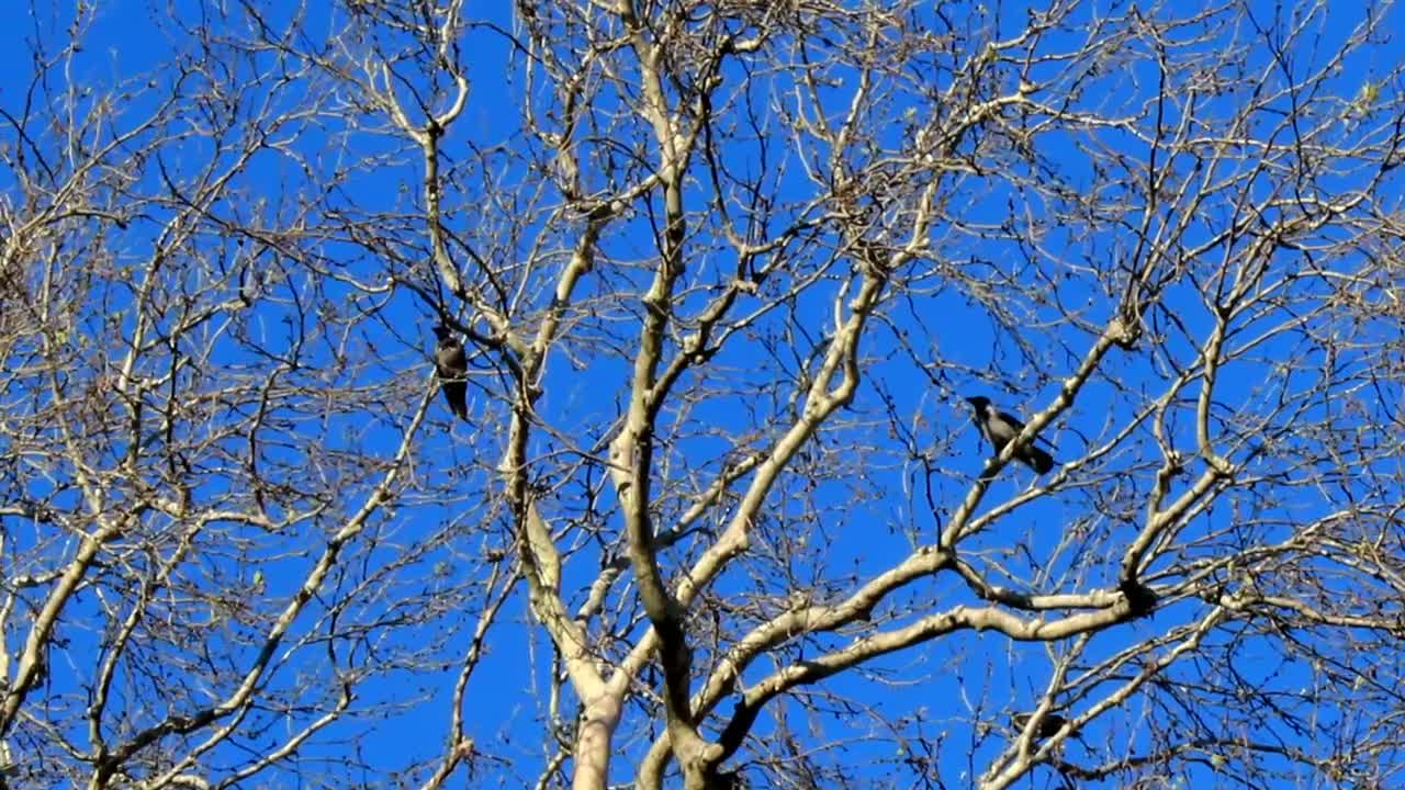 Stock Video Birds Perched On A Dry Tree On A Sunny Day Live Wallpaper For PC - Free Download