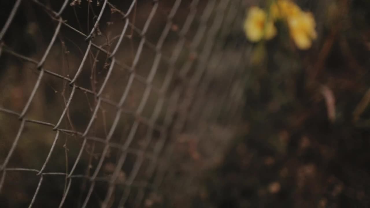 Stock Footage Wire Fence With Yellow Flowers Live Wallpaper - Free Download