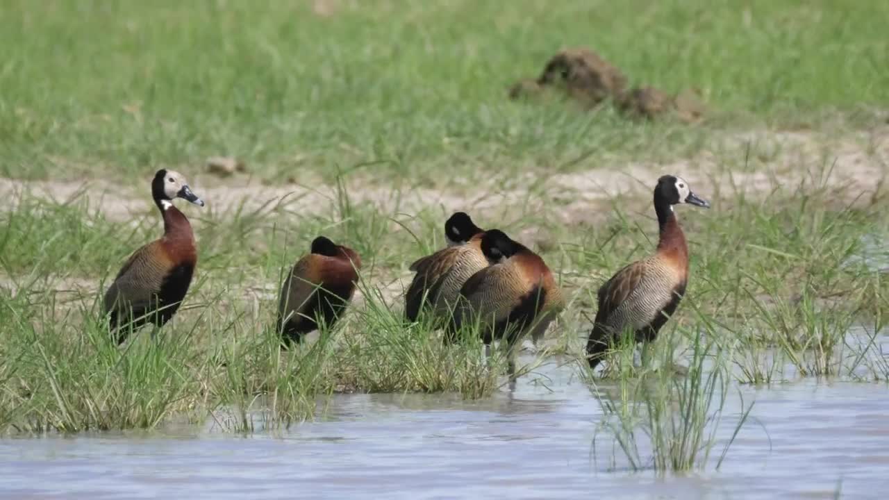 Stock Video Ducks Standing In The Shore Of The Lake Live Wallpaper For PC - Free Download
