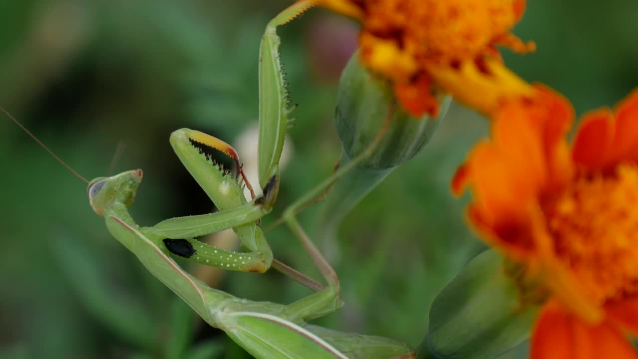 Stock Video Feeding A Green Mantis With A Fly Live Wallpaper For PC - Free Download