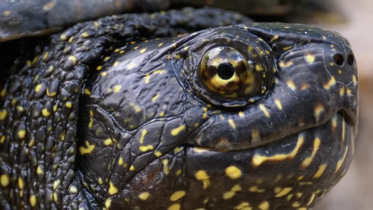 Video Stock Portrait Of Black Turtle With Yellow Spots Live Wallpaper Free - Free Download
