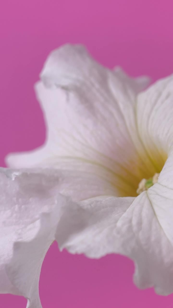 Stock Footage White Flower Zoom In Shot Live Wallpaper - Free Download