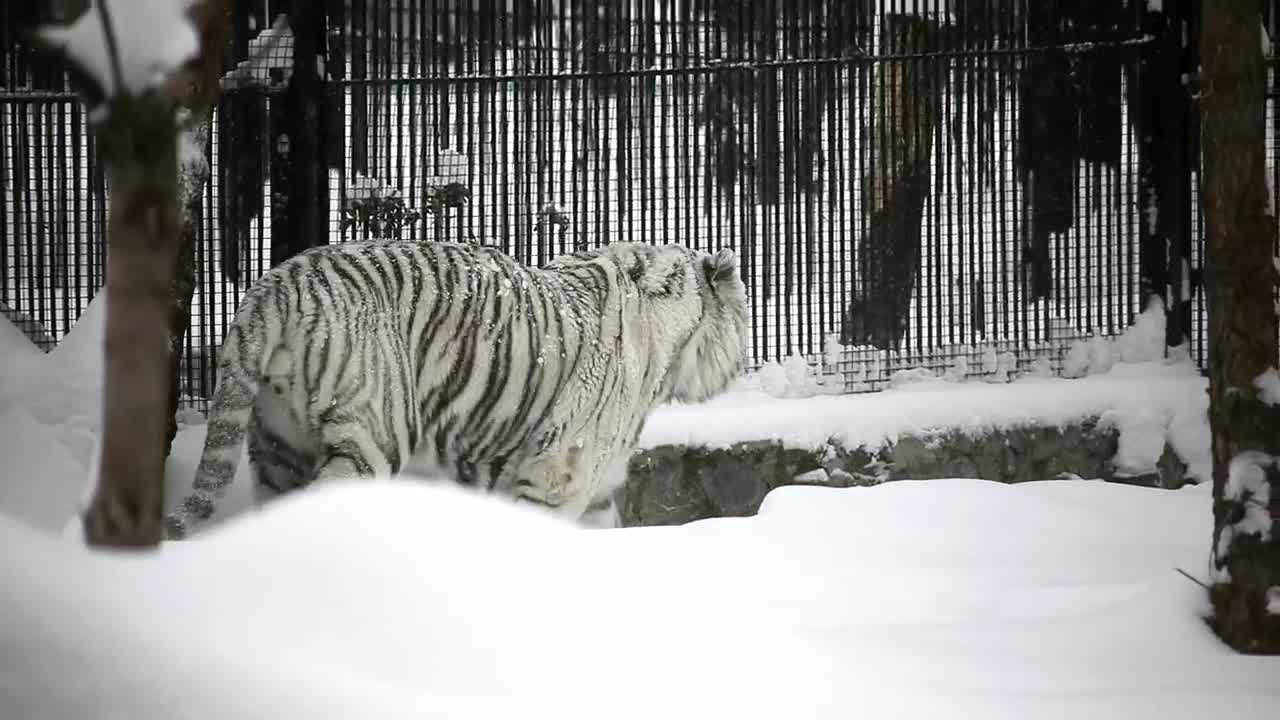 Stock Footage White Tiger Walking In The Snow Live Wallpaper - Free Download