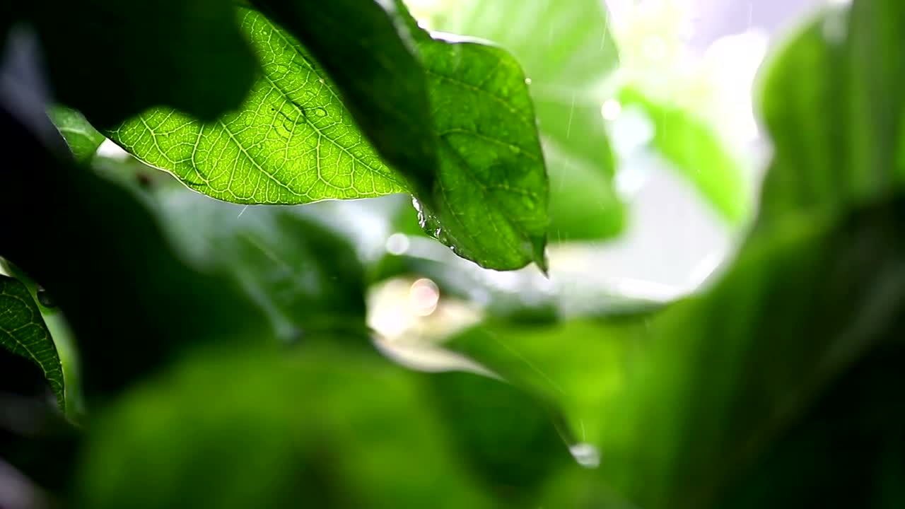 Video Stock Rain Falling Against A Plant Live Wallpaper Free - Free Download