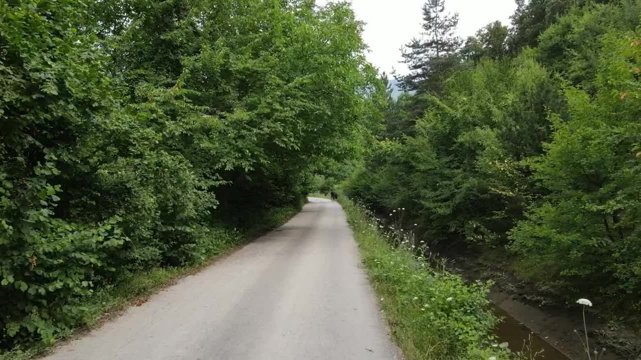 Stock Video Narrow Path By A Stream In The Middle Of A Live Wallpaper - Free Download