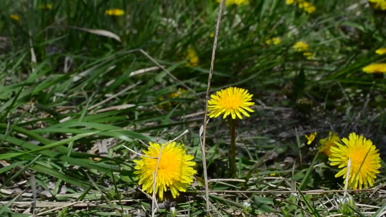 Stock Footage Wildflowers Across Dry Grass Live Wallpaper - Free Download