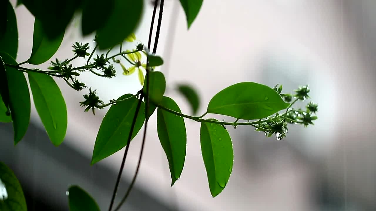 Video Stock Rain Falling Gently In A Park Live Wallpaper Free - Free Download