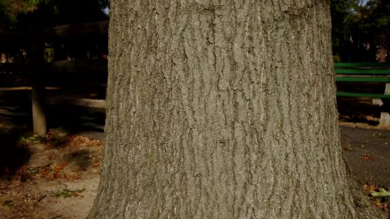 Video Stock Camera Moving Up A Tree Trunk Live Wallpaper For PC - Free Download
