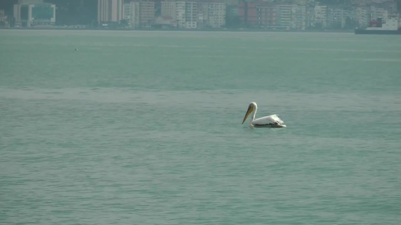 Stock Video Lonely Stork In The Sea Animated Wallpaper - Free Download