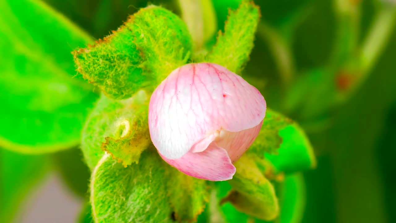 Stock Footage White Apple Flower Opens Live Wallpaper - Free Download