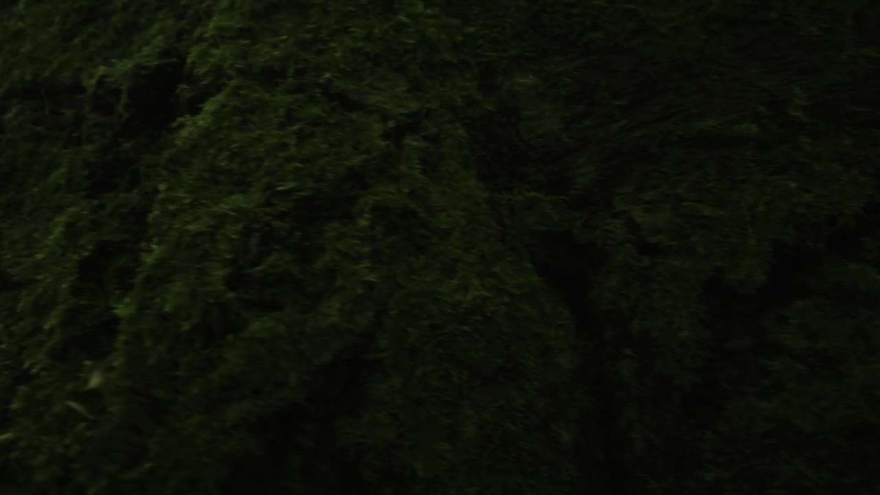 Stock Video Deer In The Wild Live Wallpaper For PC - Free Download
